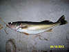 4/18/12- 26 inch 6 lb. walleye caught by Dallas