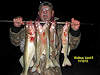 11/12/13-  5 Walleyes caught by Dallas from the State Dock